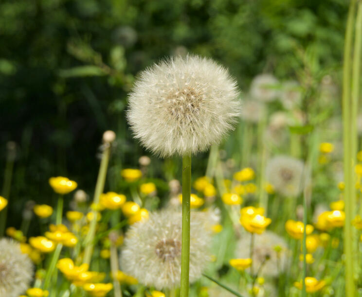 A picture of a dandelion puffball